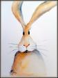 Hase