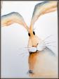 Hase