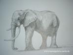 Elefant