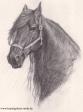 Pferd