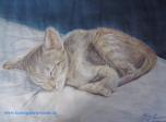 Schlafende Katze