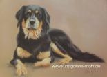 Hund
