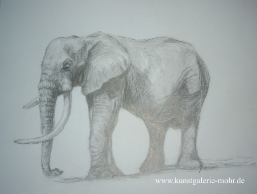 Elefant